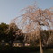 枝垂れ桜