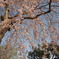 桜雨