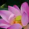 ハスの花