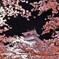 夜桜