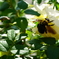 蜂