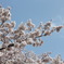 桜と昼空