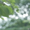 「Leaf 」