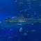 美ら海　ジンベエザメ１