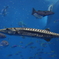 美ら海　バラクーダ