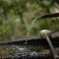 清めの水
