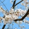 空と桜