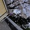 東山桜吹雪
