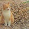 おつかれさまにゃ