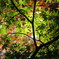 緑色の紅葉
