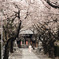 2011桜咲く