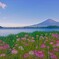 クレオメと。。。