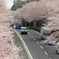 街の桜