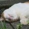 横たわる野良猫