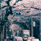 桜散歩
