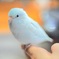 幸せの青い鳥