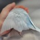 ふわふわとツバサ