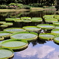 神代植物公園