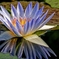 サイアムの花　Ⅱ