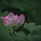 見頃を迎えた蓮の花