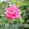 バラの花。