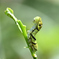 アゲハ蝶幼虫