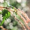 秋の草