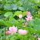蓮池のカワセミ