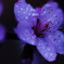 Sexual Violet