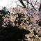 桜１