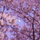 桜２　