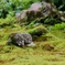 三千院にて