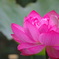 蓮の花