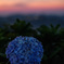 夜明けの夏紫陽花