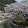 春の山科疎水