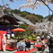 桜の下での茶会