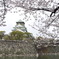 大阪城の桜