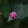 蕾