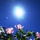 花　キラーーーッ