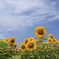 宮城県山元町ひまわり畑