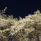 見上げるときれいだけれど