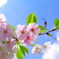 葉桜