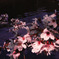sakura2