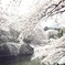 千鳥ヶ淵　桜　2011