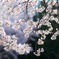 朝日に輝く桜