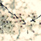 桜01