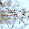 桜02