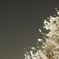 北斗七星と桜