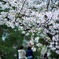 花見の終わりに．．．