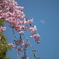 sakura×moon 